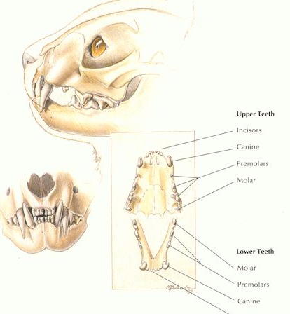 cleaning cats teeth